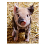 Cute Baby Piglet Farm Animals Barnyard Babies Post Cards
