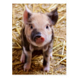 Cute Baby Piglet Farm Animals Barnyard Babies Post Cards