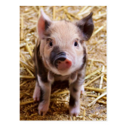 Cute Baby Piglet Farm Animals Barnyard Babies Postcard