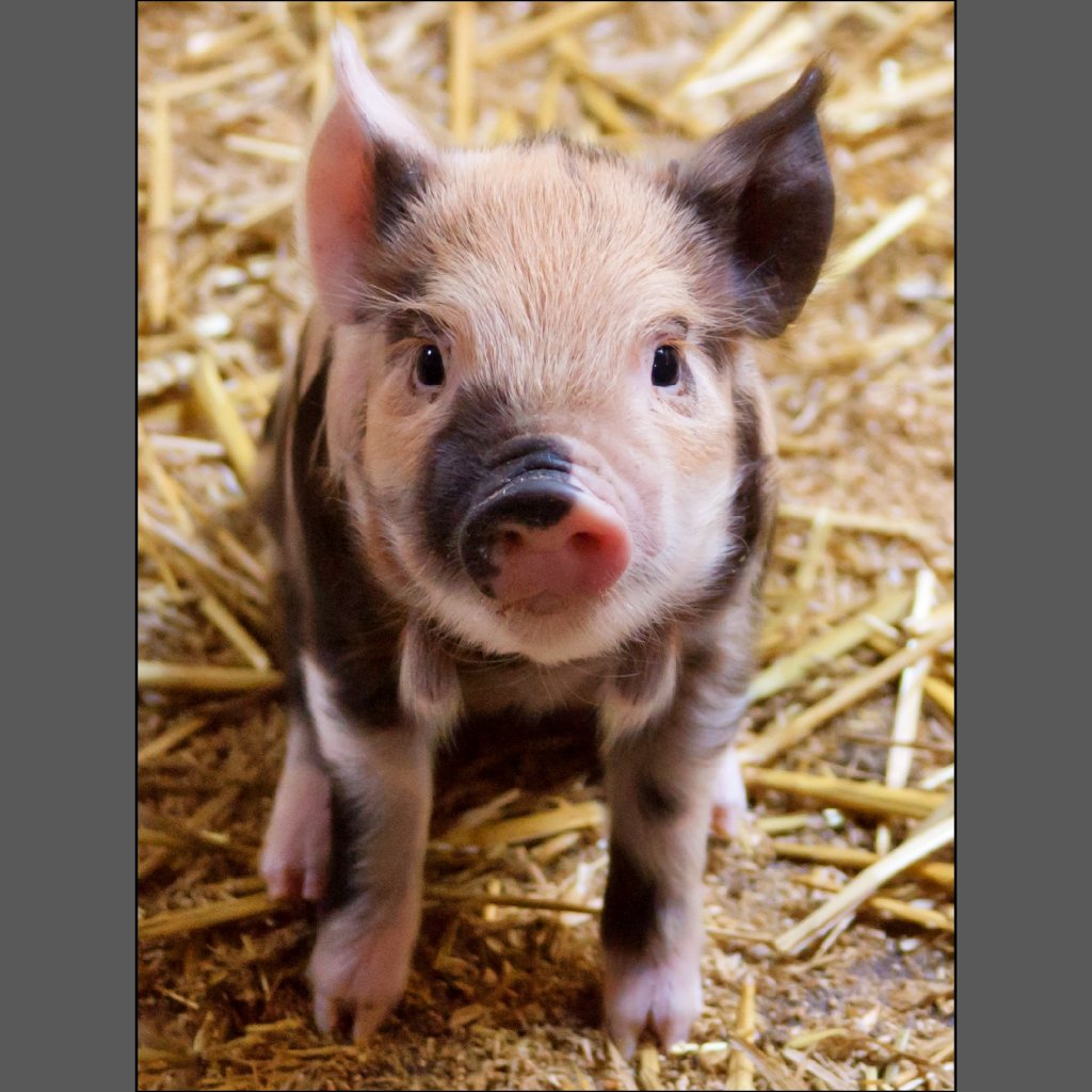 Cute Baby Farm Animals | Wallpapers Gallery