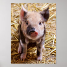 Cute Baby Piglet Farm Animals Barnyard Babies Posters
