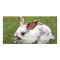 Cute baby rabbit  Photo Card