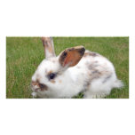Cute baby rabbit  Photo Card
