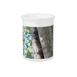 Cute Baby Squirrels Drink Pitchers
