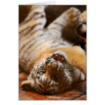 Cute Baby Tiger Rolling Around on his Back Card