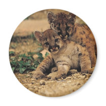 Cute Baby Tigers magnets