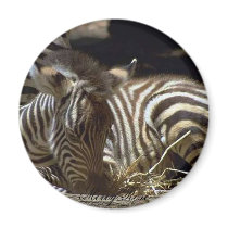 Cute Baby Zebra magnets by MerryRose Cute Baby Zebra magnets