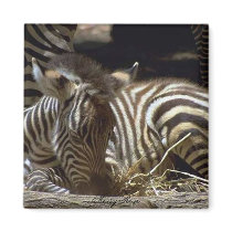 Cute Baby Zebra magnets by MerryRose Cute Baby Zebra magnets