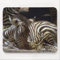 Cute Baby Zebra mousepads
