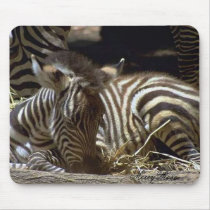Cute Baby Zebra mousepads by MerryRose Cute Baby Zebra mousepads