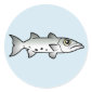 Cute Barracuda Round Sticker