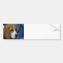 Cute Beagle  Bumper Sticker