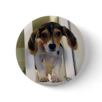 cute beagle buttons