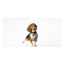 Cute Beagle Dog Customized Photo Card
