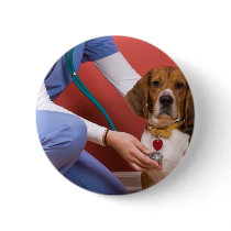 Cute Beagle Dog Getting a Veterinary Checkup Button