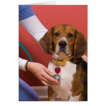 Cute Beagle Dog Getting a Veterinary Checkup Card