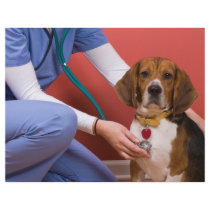 Cute Beagle Dog Getting a Veterinary Checkup Flyer Design