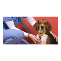 Cute Beagle Dog Getting a Veterinary Checkup Photo Card Template