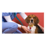 Cute Beagle Dog Getting a Veterinary Checkup Photo Card Template