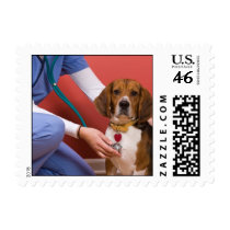 Cute Beagle Dog Getting a Veterinary Checkup Stamp