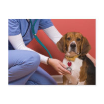 Cute Beagle Dog Getting a Veterinary Checkup Postcard