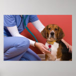 Cute Beagle Dog Getting a Veterinary Checkup Posters