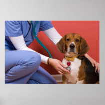 Cute Beagle Dog Getting a Veterinary Checkup Posters