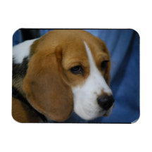 Cute Beagle  Flexible Magnet