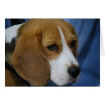 Cute Beagle  Greeting Cards