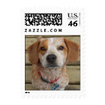 Cute Beagle Mix Postage Stamps