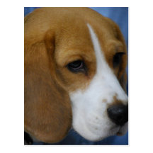 Cute Beagle  Postcard