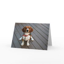 Cute Beagle Pup Greeting Card