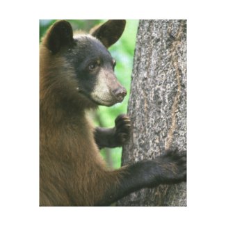 Cute Bear Wrapped Canvas Print