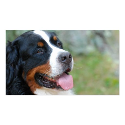 Cute Bernese Business Cards (back side)