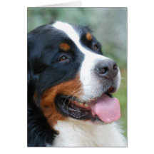 Cute Bernese Greeting Card