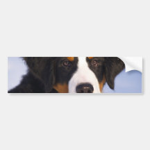 Cute Bernese Mountain Dog Puppy Picture Bumper Stickers