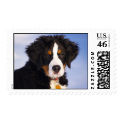 Cute Bernese Mountain Dog Puppy Picture Postage