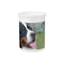 Cute Bernese Pitcher