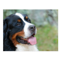 Cute Bernese Postcard