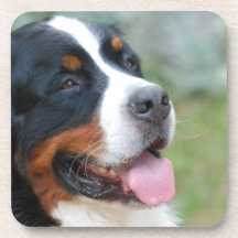 Cute Bernese Set of Six Coasters