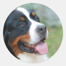 Cute Bernese Stickers