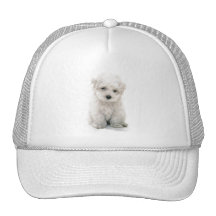 Cute Bichon Frise Baseball Hat