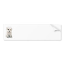 Cute Bichon Frise Bumper Sticker