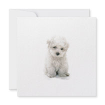 Cute Bichon Frise Invitations