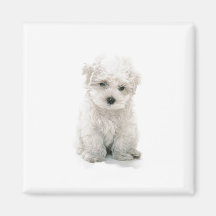 Cute Bichon Frise Magnet