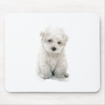 Cute Bichon Frise Mouse Pad