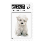 Cute Bichon Frise Postage Stamp