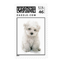 Cute Bichon Frise Postage Stamp