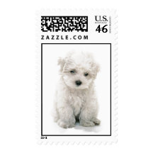 Cute Bichon Frise Postage Stamp