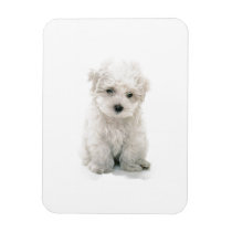 Cute Bichon Frise Premium Magnet
